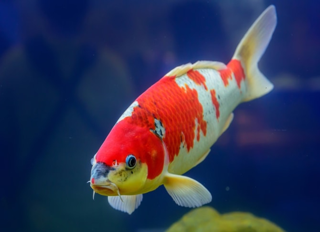Koi Balığı