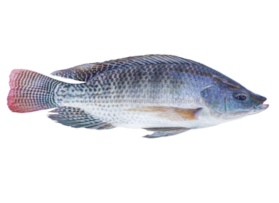 Tilapia Balığı