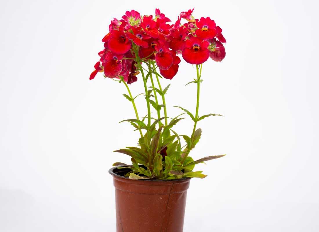 Kırmızı Nemesia