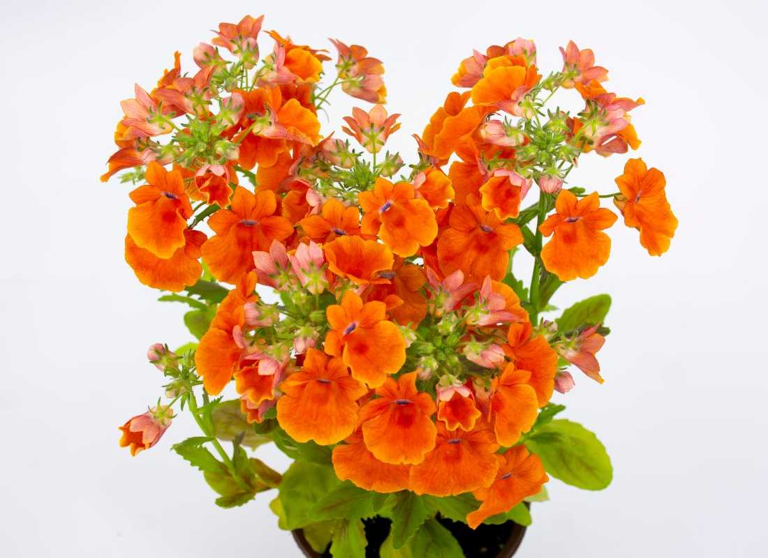 Nemesia