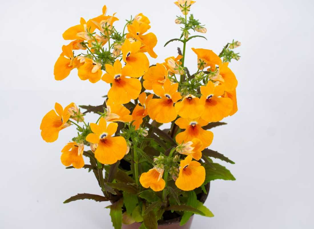 Sarı Nemesia